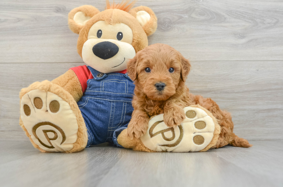 6 week old Mini Goldendoodle Puppy For Sale - Pilesgrove Pups