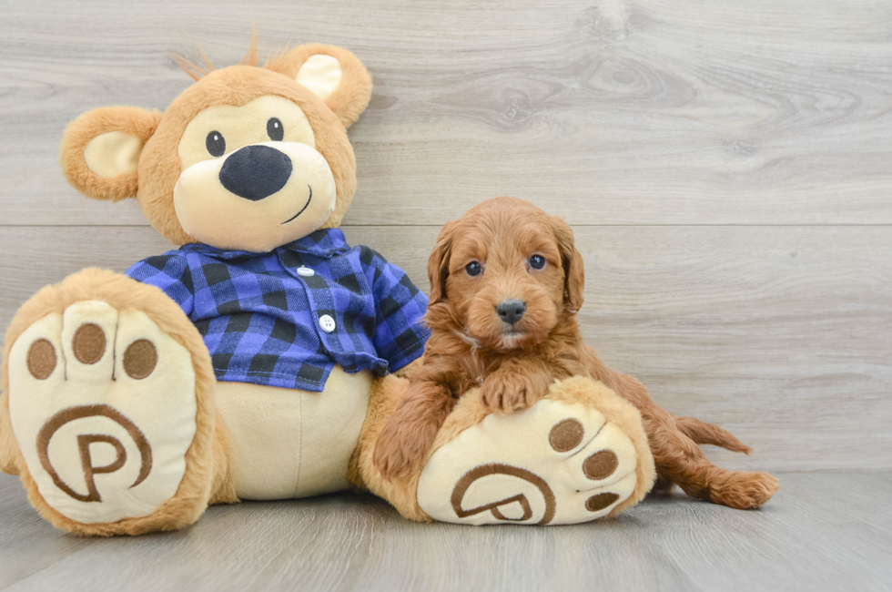 5 week old Mini Goldendoodle Puppy For Sale - Pilesgrove Pups