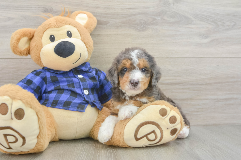 5 week old Mini Goldendoodle Puppy For Sale - Pilesgrove Pups