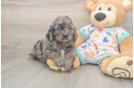 Funny Mini Goldendoodle Poodle Mix Pup
