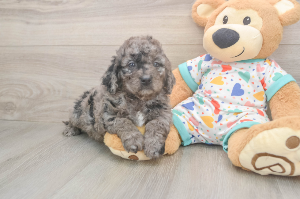Funny Mini Goldendoodle Poodle Mix Pup
