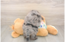 Mini Goldendoodle Pup Being Cute