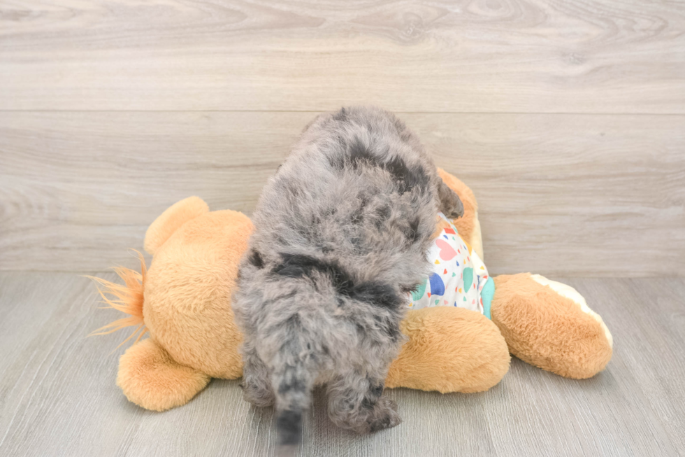 Mini Goldendoodle Pup Being Cute