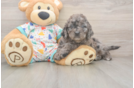 Fluffy Mini Goldendoodle Poodle Mix Pup