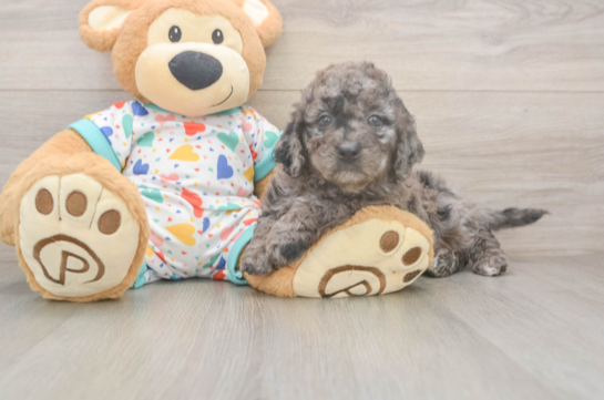 Fluffy Mini Goldendoodle Poodle Mix Pup