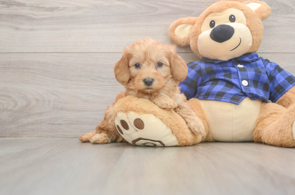 6 week old Mini Goldendoodle Puppy For Sale - Pilesgrove Pups