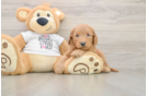 Mini Goldendoodle Puppy for Adoption