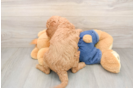 Mini Goldendoodle Puppy for Adoption