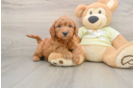 Best Mini Goldendoodle Baby