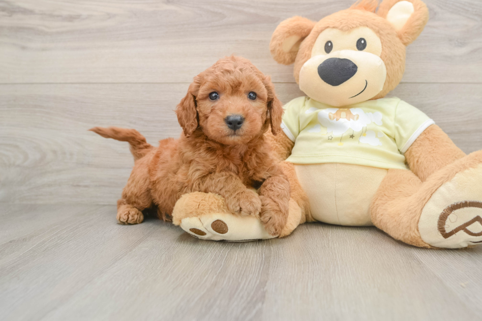 Best Mini Goldendoodle Baby