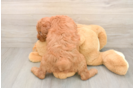 Sweet Mini Goldendoodle Baby