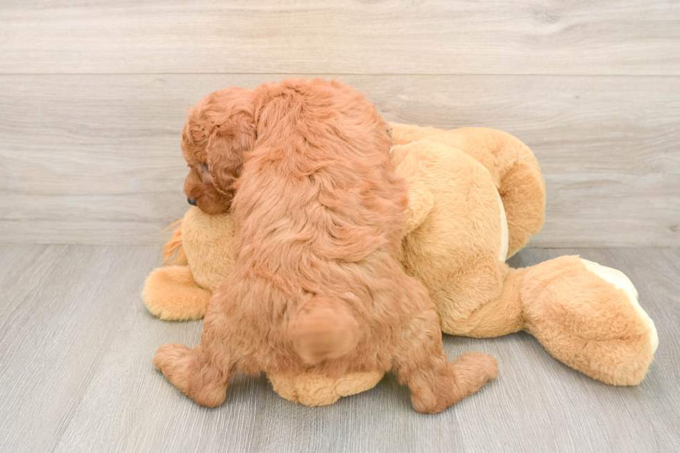 Sweet Mini Goldendoodle Baby