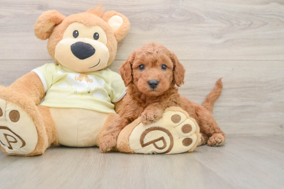 Best Mini Goldendoodle Baby