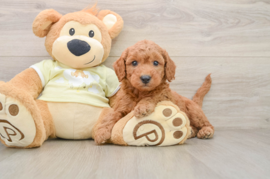 Best Mini Goldendoodle Baby