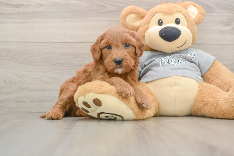 Mini Goldendoodle Puppy for Adoption