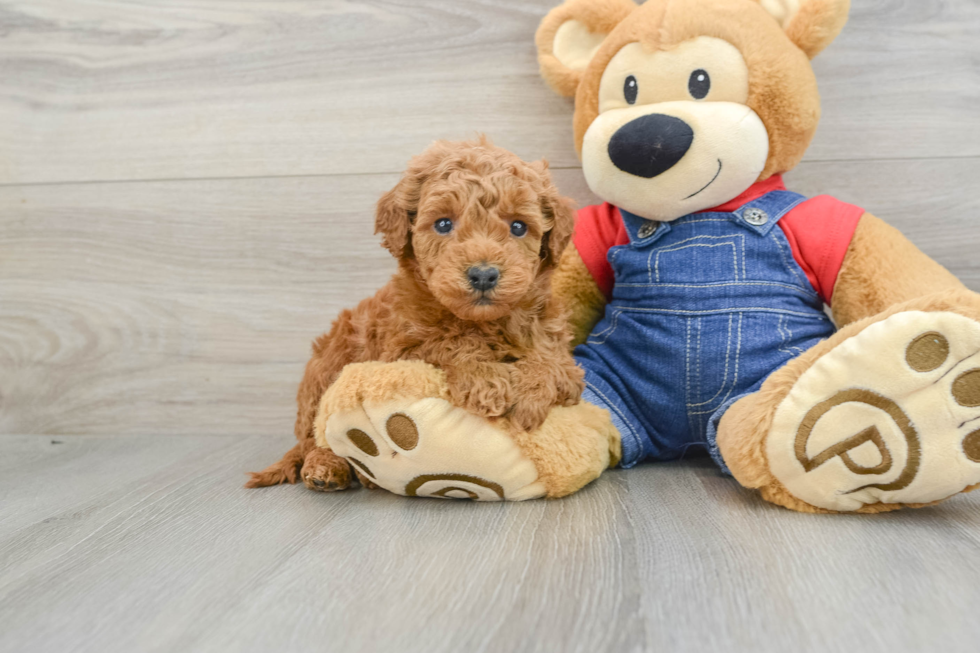 Adorable Golden Retriever Poodle Mix Poodle Mix Puppy