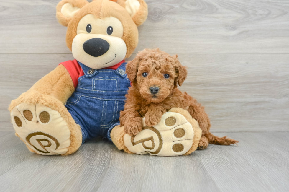 6 week old Mini Goldendoodle Puppy For Sale - Pilesgrove Pups