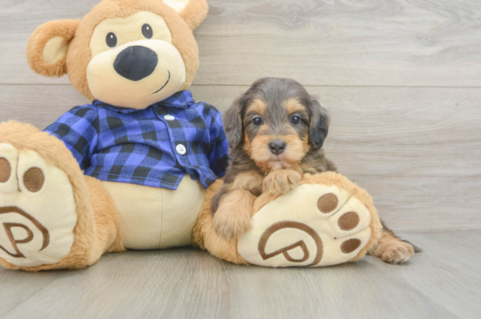 5 week old Mini Goldendoodle Puppy For Sale - Pilesgrove Pups
