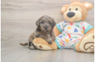 Mini Goldendoodle Pup Being Cute