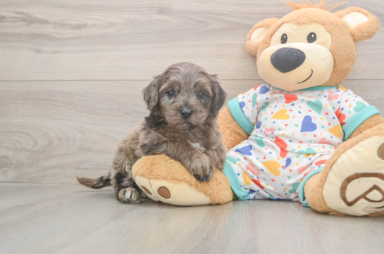 Mini Goldendoodle Pup Being Cute