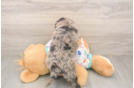Smart Mini Goldendoodle Poodle Mix Pup