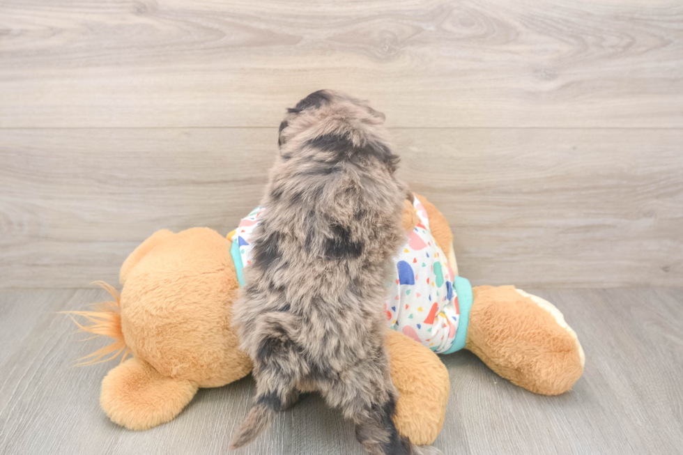 Smart Mini Goldendoodle Poodle Mix Pup