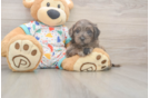 Best Mini Goldendoodle Baby
