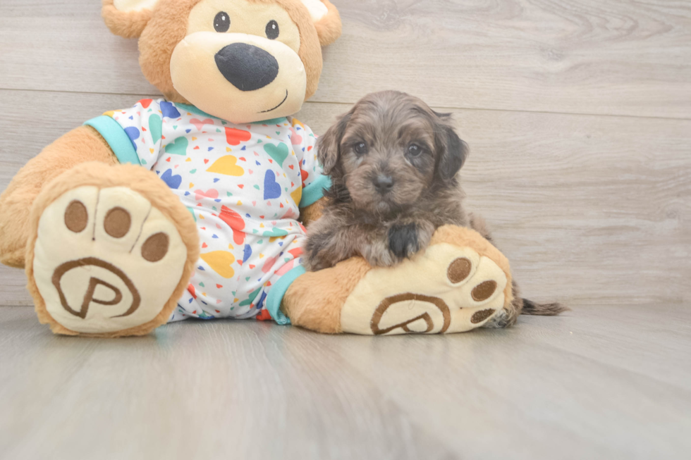 Best Mini Goldendoodle Baby