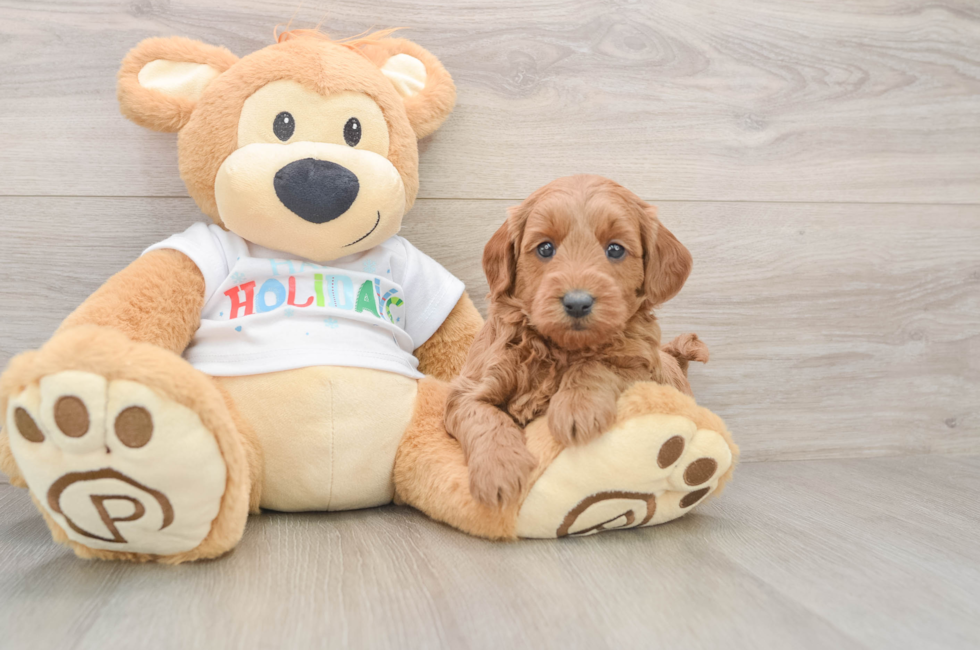 6 week old Mini Goldendoodle Puppy For Sale - Pilesgrove Pups
