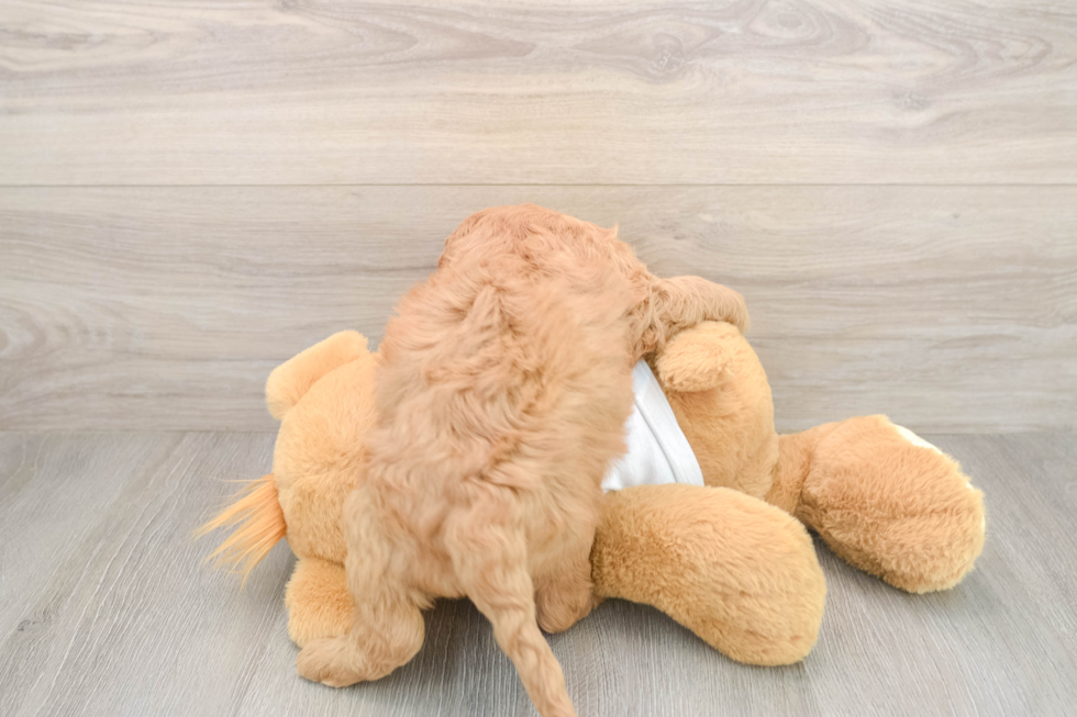 Best Mini Goldendoodle Baby