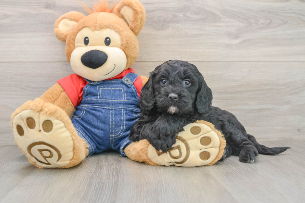 Best Mini Goldendoodle Baby