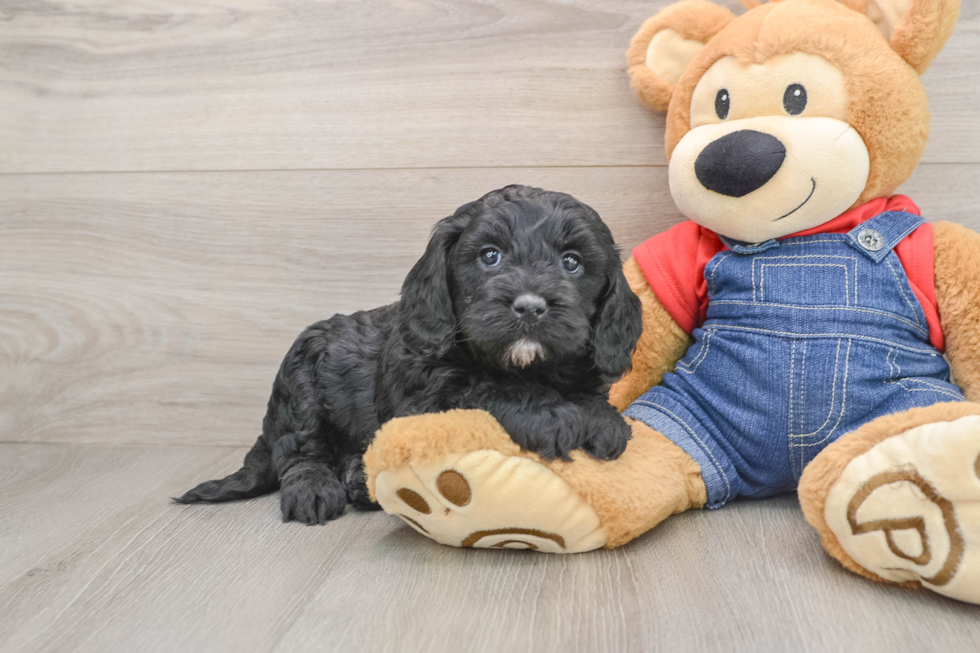 Smart Mini Goldendoodle Poodle Mix Pup