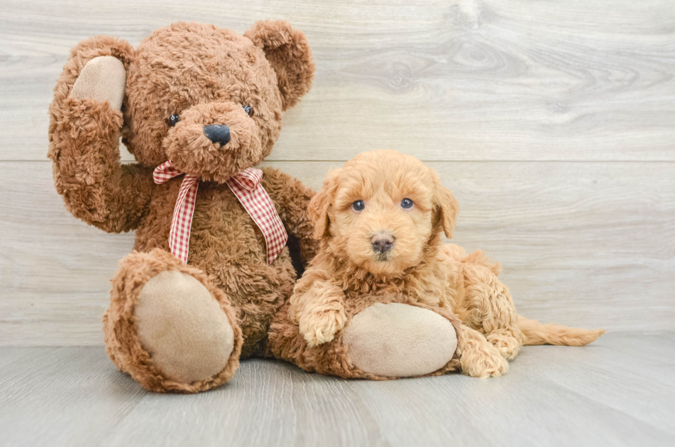 6 week old Mini Goldendoodle Puppy For Sale - Pilesgrove Pups