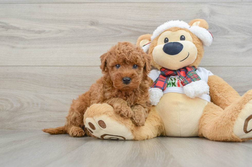 5 week old Mini Goldendoodle Puppy For Sale - Pilesgrove Pups