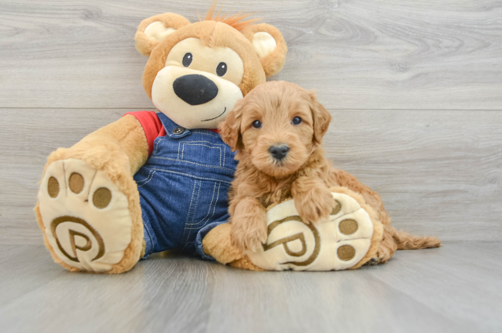 6 week old Mini Goldendoodle Puppy For Sale - Pilesgrove Pups