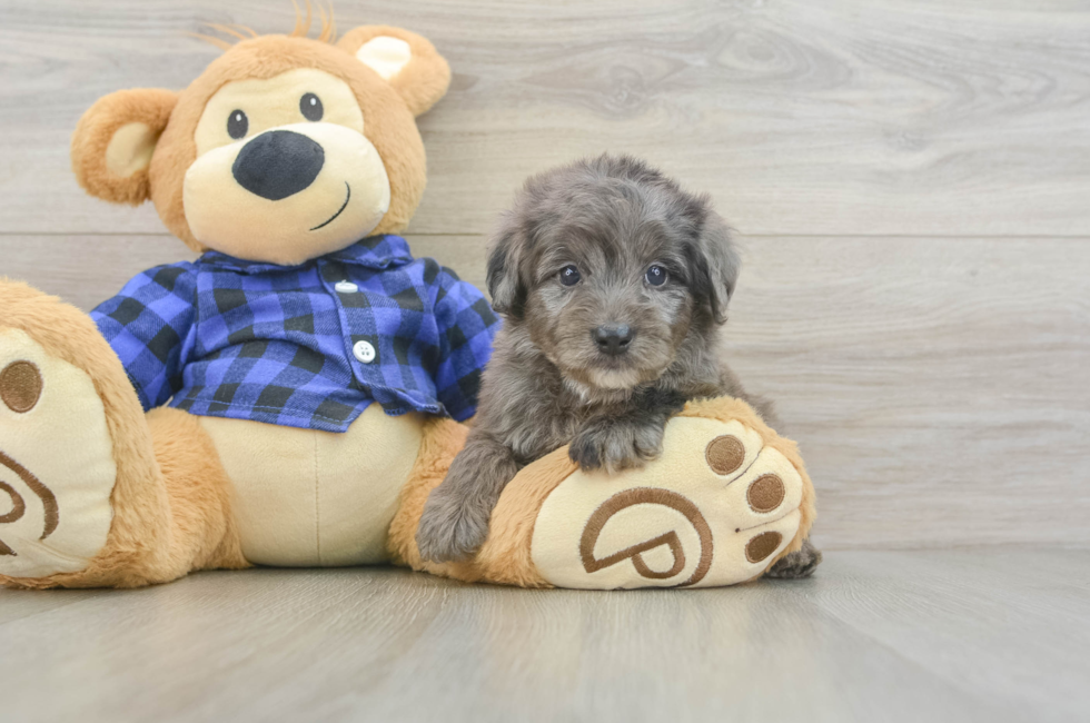 5 week old Mini Goldendoodle Puppy For Sale - Pilesgrove Pups