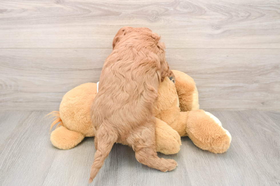 Mini Goldendoodle Puppy for Adoption