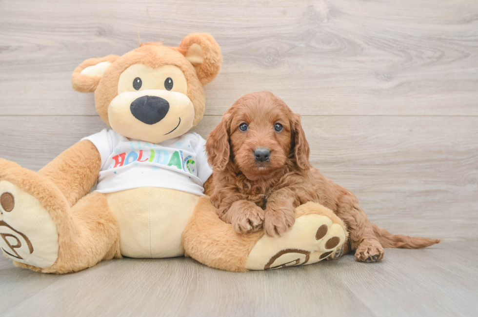 6 week old Mini Goldendoodle Puppy For Sale - Pilesgrove Pups