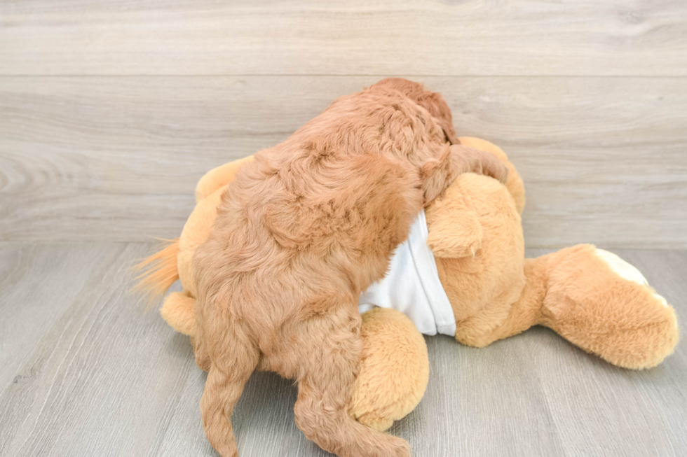 Friendly Mini Goldendoodle Baby