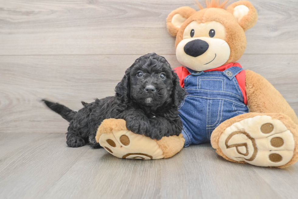 Best Mini Goldendoodle Baby