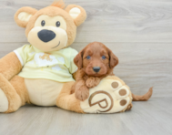8 week old Mini Goldendoodle Puppy For Sale - Pilesgrove Pups