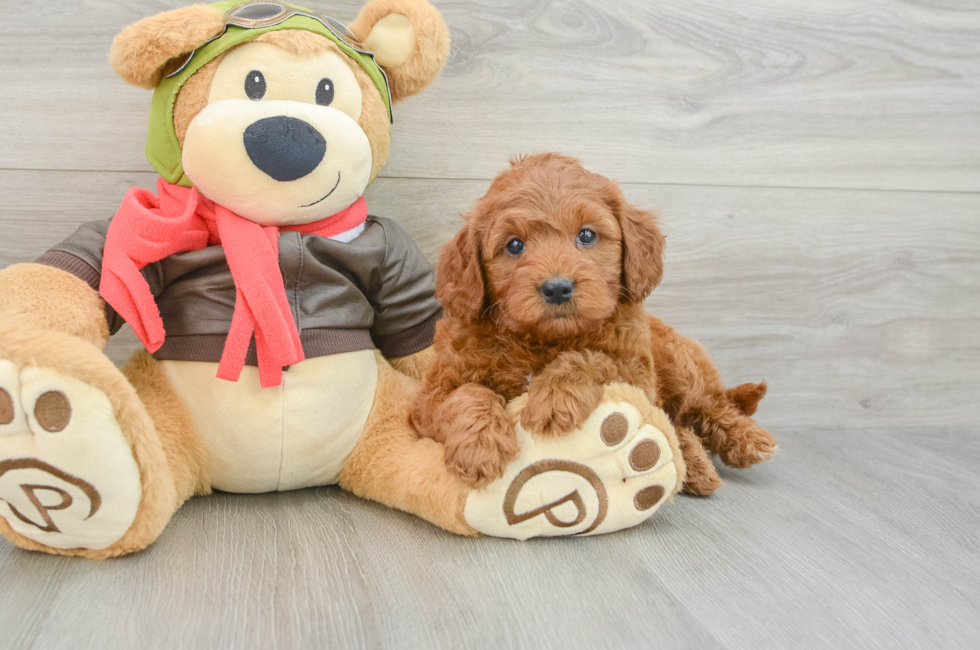 6 week old Mini Goldendoodle Puppy For Sale - Pilesgrove Pups
