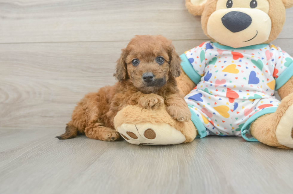 6 week old Mini Goldendoodle Puppy For Sale - Pilesgrove Pups
