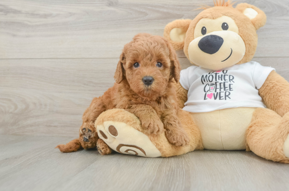 5 week old Mini Goldendoodle Puppy For Sale - Pilesgrove Pups