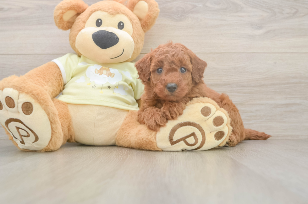 6 week old Mini Goldendoodle Puppy For Sale - Pilesgrove Pups