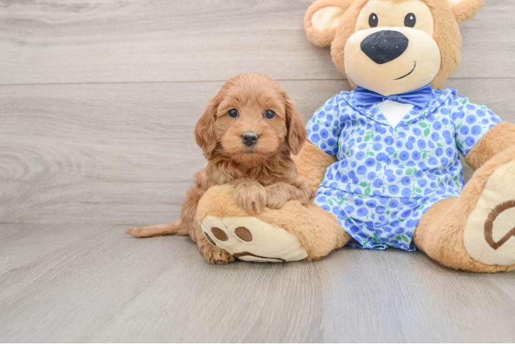 Mini Goldendoodle Puppy for Adoption