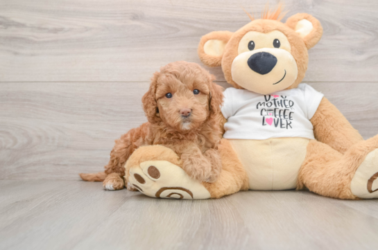 Energetic Golden Doodle Poodle Mix Puppy