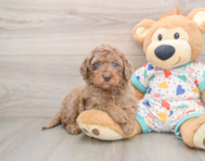7 week old Mini Goldendoodle Puppy For Sale - Pilesgrove Pups