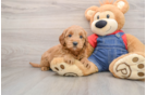 Mini Goldendoodle Puppy for Adoption