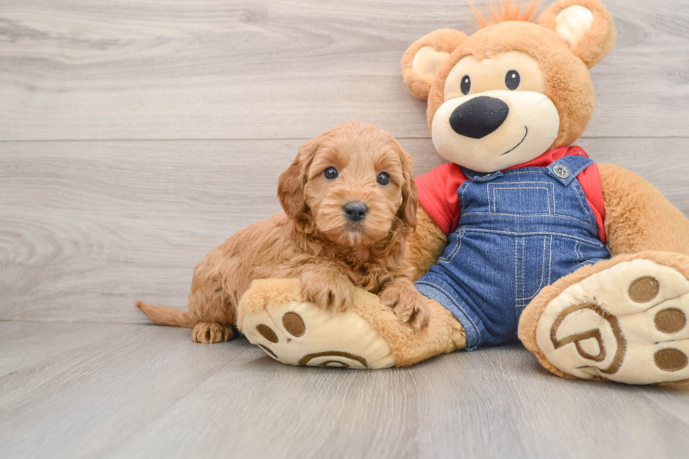 Mini Goldendoodle Puppy for Adoption